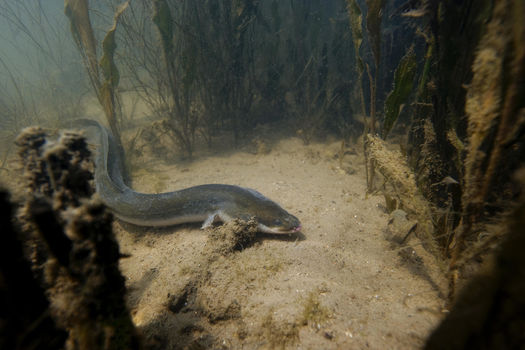 11 juillet 2019 - 20% des espèces de poisson d’eau douce menacées de disparition en France métropolitaine