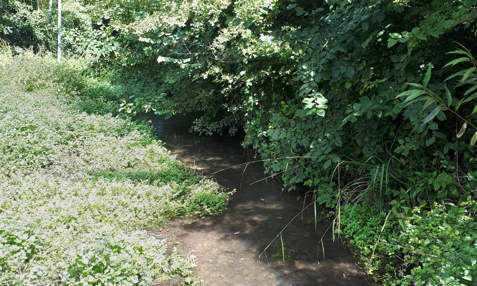 24 décembre 2025 : La Fondation acquiert une prairie humide et une aulnaie dans les Deux-Sèvres