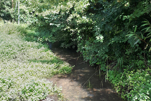 24 décembre 2025 : La Fondation acquiert une prairie humide et une aulnaie dans les Deux-Sèvres