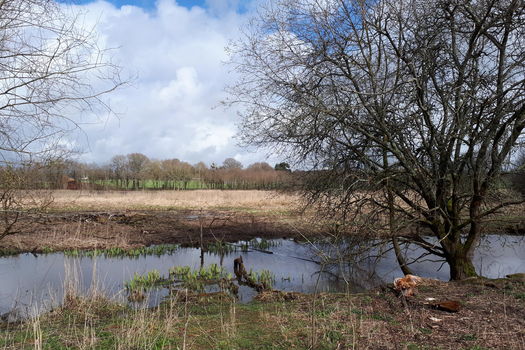 24 mai 2019 - La Fondation devient propriétaire de 4,1 hectares de marais dans le département d'Ille-et-Vilaine